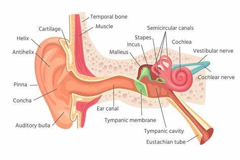 Human ear anatomy. Ears inner structure, organ of hearing ve (1000410 ...